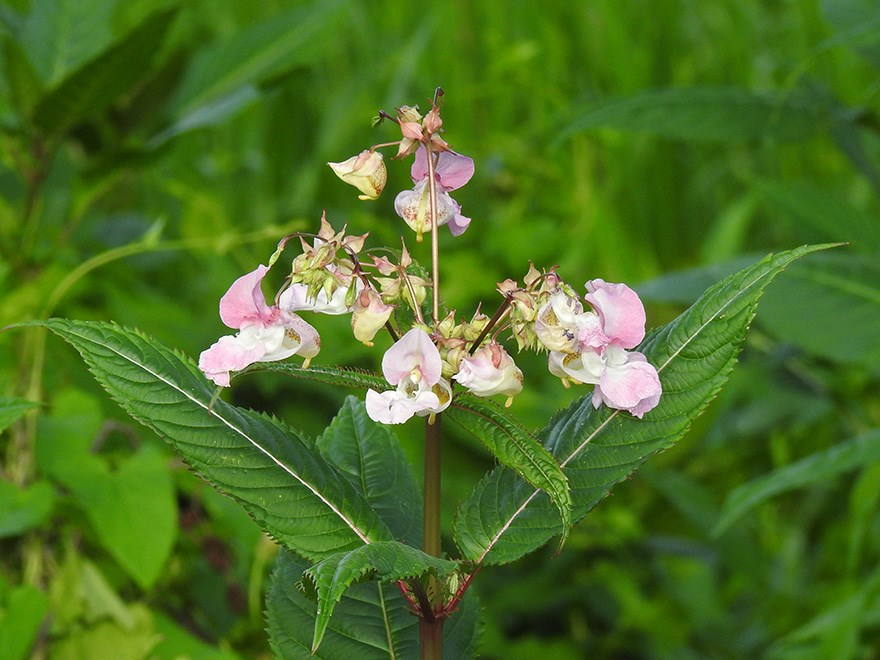 Blomma där rosa blomblad förgrenas ut från stjälk ovanför gröna blad. Foto