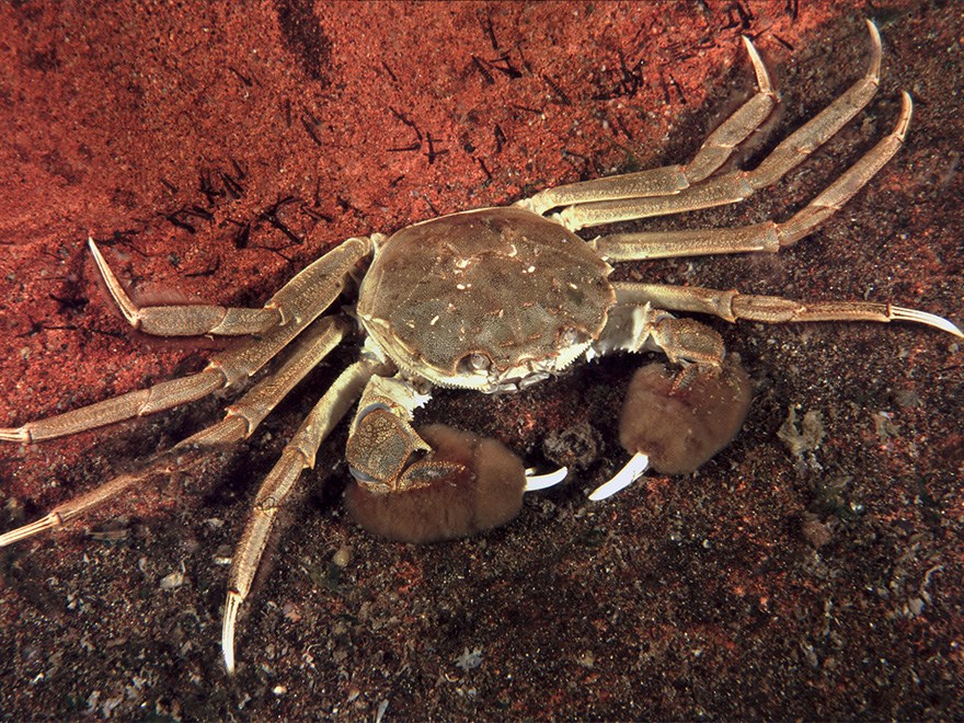 Krabba med ludna främre klor sedd ovanifrån på rödaktig bakgrund. Foto