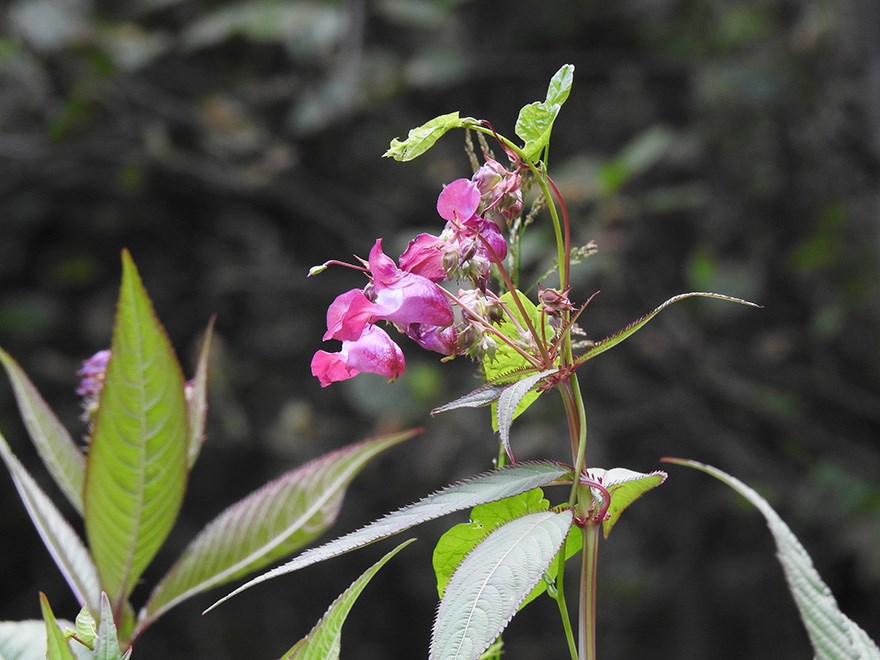 Blomma på arten jättebalsamin med rosa-lila blomblad. Foto