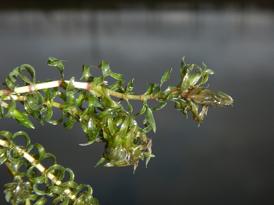 Närbild på kvistar som förgrenas ut med täta, gröna, blöta och smala blad. Foto