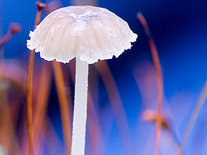 Vit svamp mot blå bakgrund. Foto