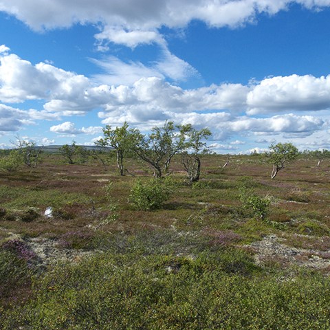 Hedlandskap med knotiga träd. Blå himmel med moln i bakgrunden. Foto
