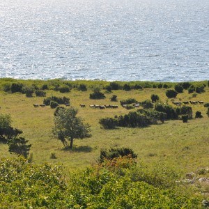 Betesmark med får i förgrunden hav och himmel. Foto