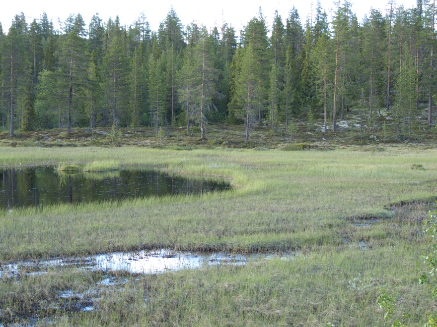Våtmark med öppen vattenyta. Foto Sanna Nordström