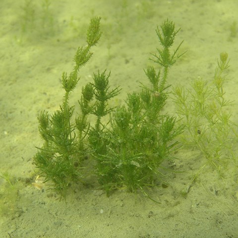 Grön alg på sandbotten. Foto