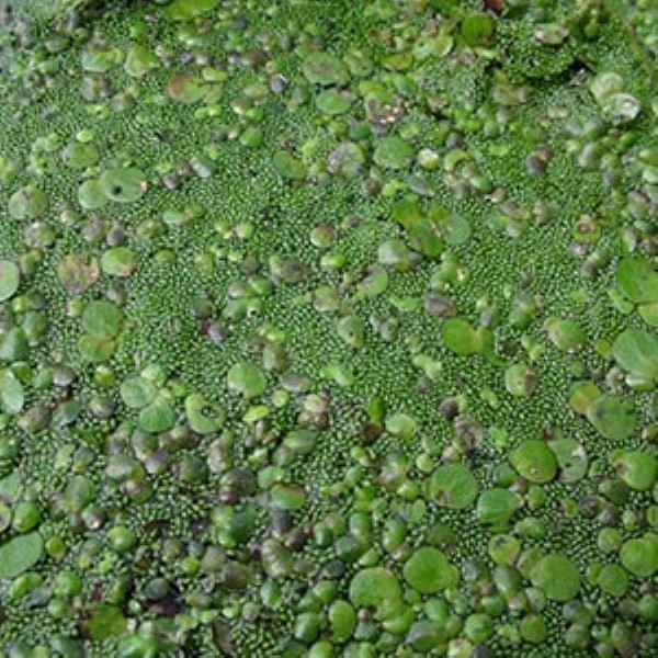Gröna vattenväxter i olika storlekar