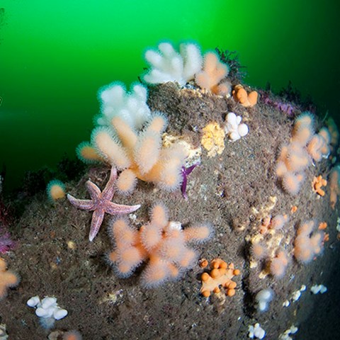 Växtlighet under vatten, sjöstjärna.Hårdbottenmiljö. Foto