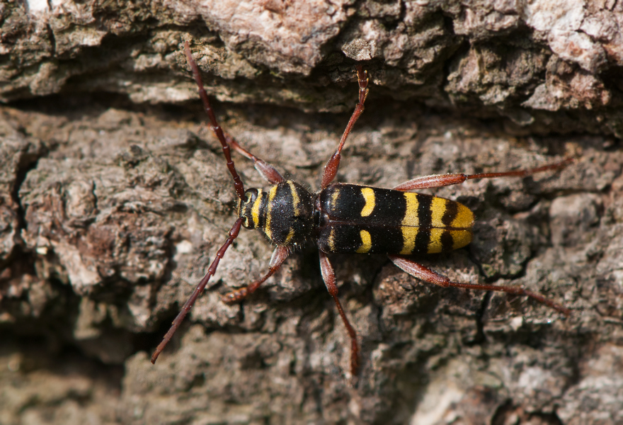 Svart-gulrandig insekt på bark. Foto