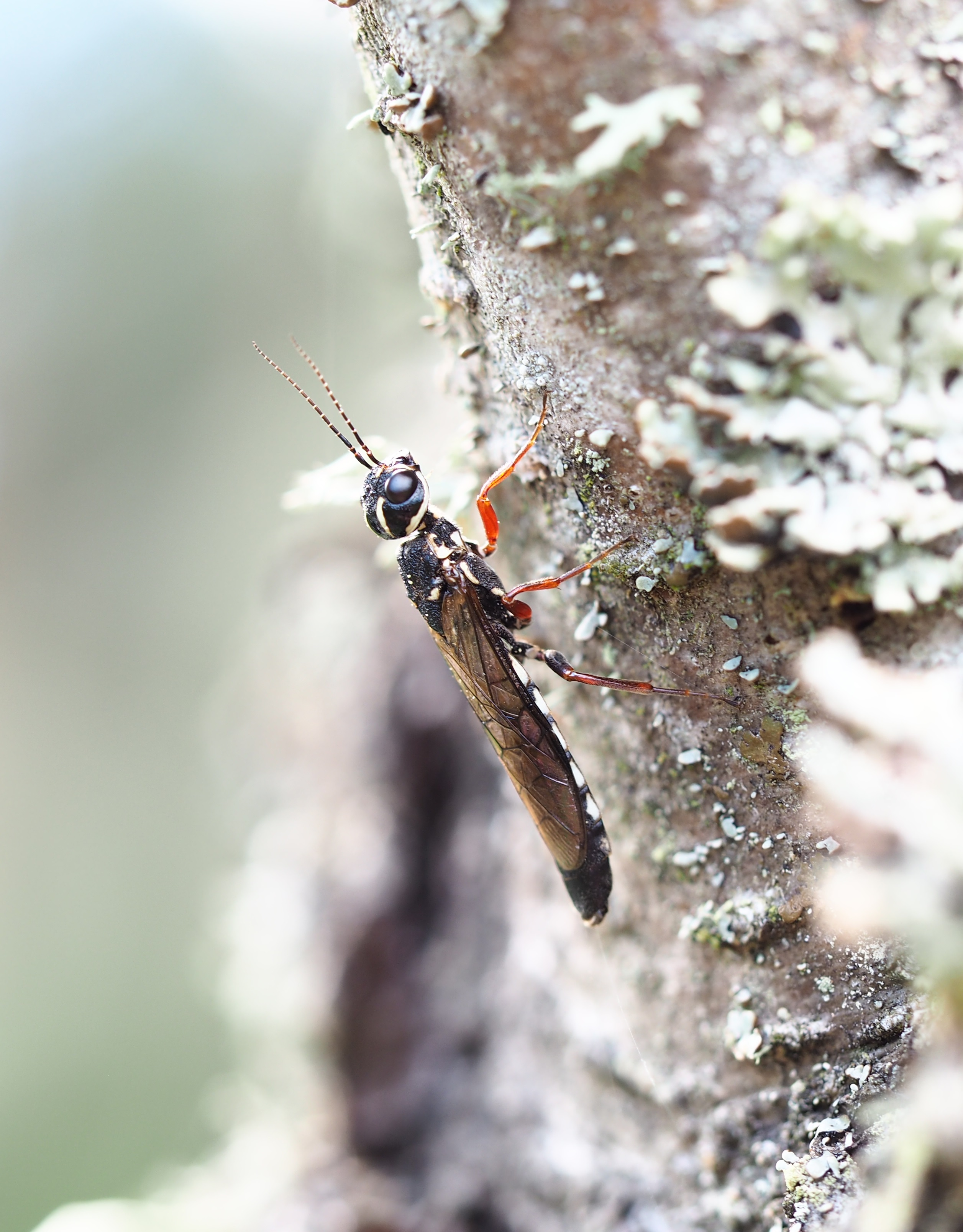 Insekt med röda ben på bark. Foto