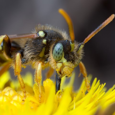 Huvud av insekt på gul blomma. Foto