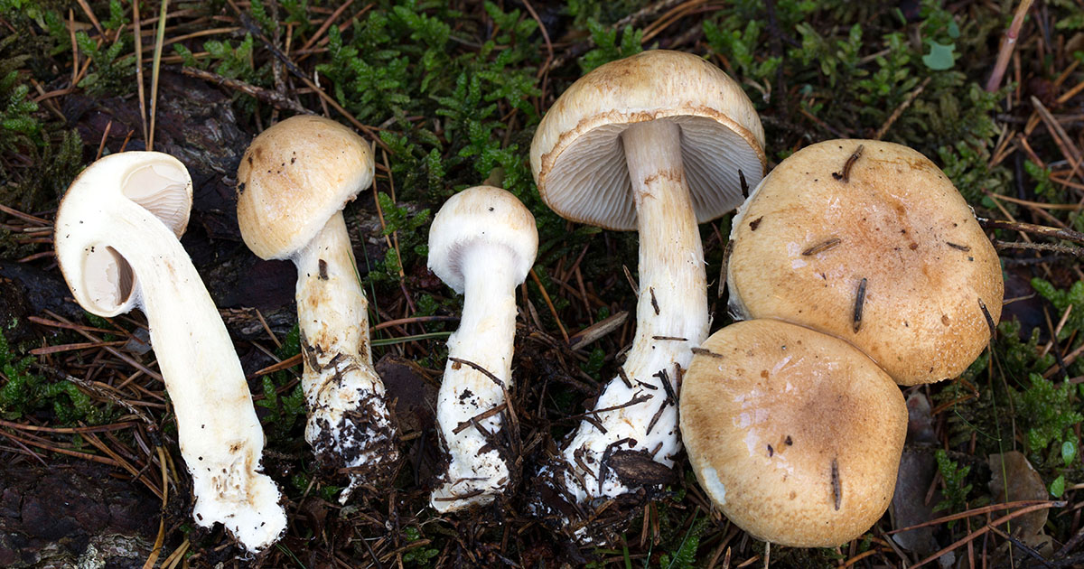 Fyra svampar med vit fot och brun hatt i grön mossa. Foto