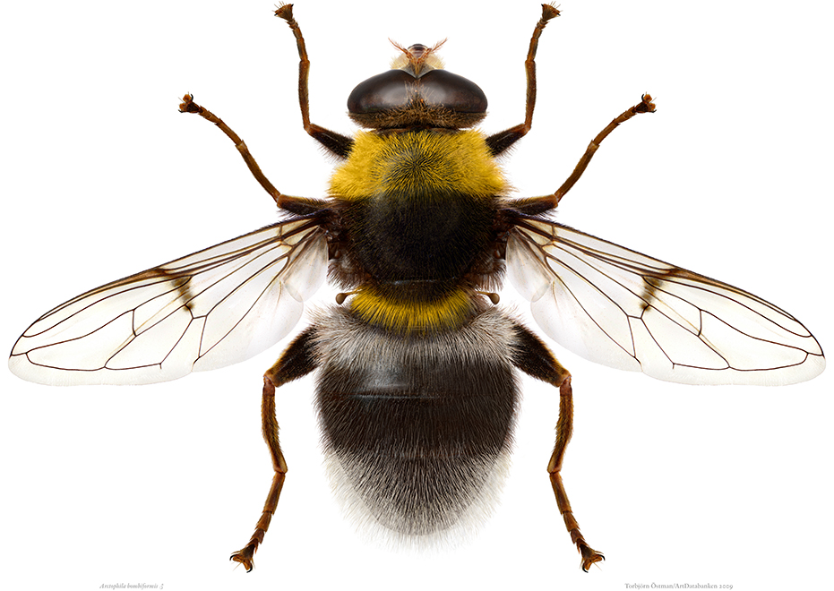 Illustration av gulsvart insekt med två vingar