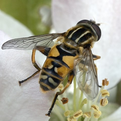Gulsvart insekt med två vingar på vit blomma. Foto