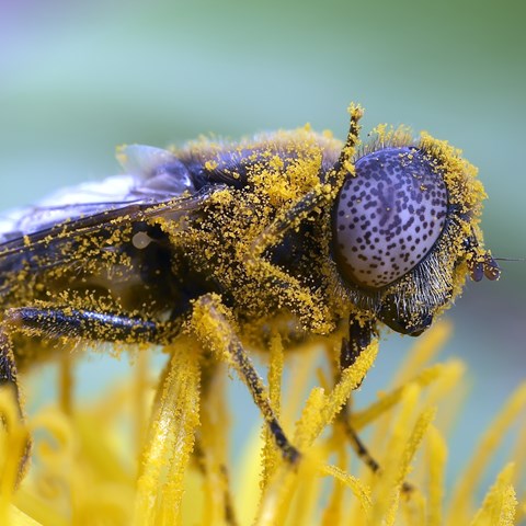 Närbild av insekt täckt av gul pollen. Foto