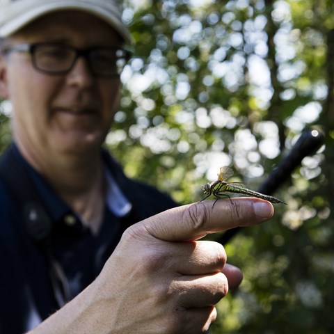 Man i naturen håller en trollslända på sitt finger. Foto