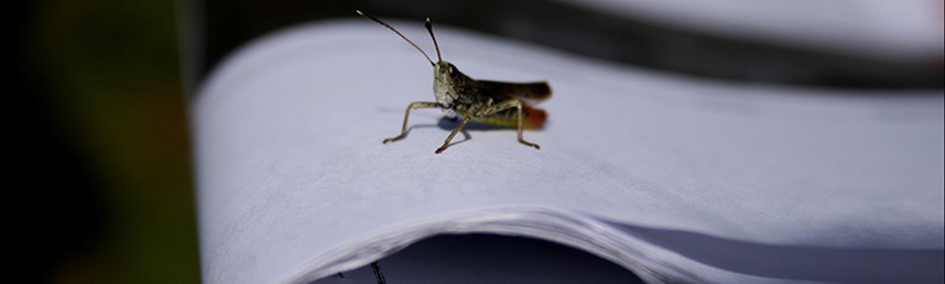 Grönaktig insekt med två antenner sitter på bunt med papper. Foto
