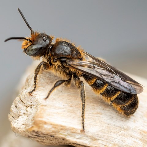 randigt bi sitter på en pinne. Foto
